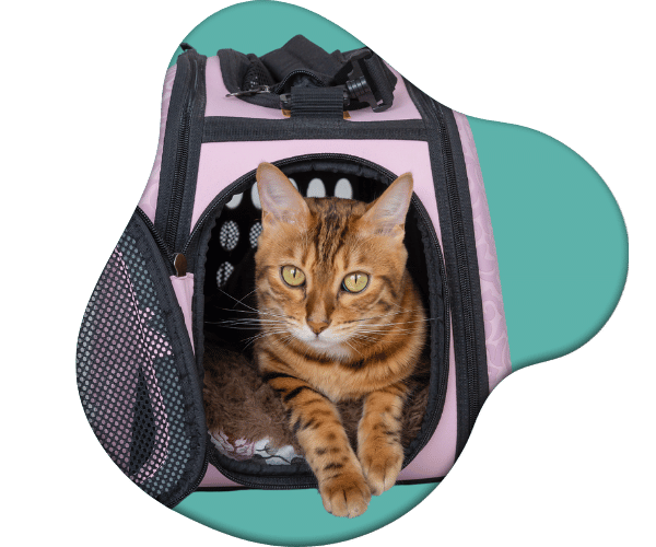 Certificado de viaje para mascotas en Medellín