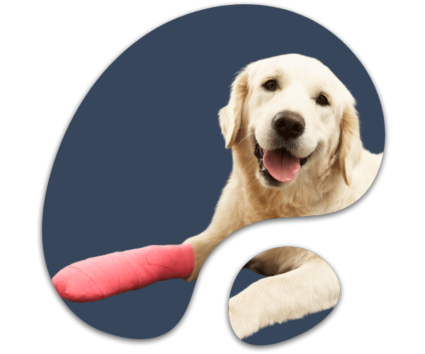 Cirugia para perro