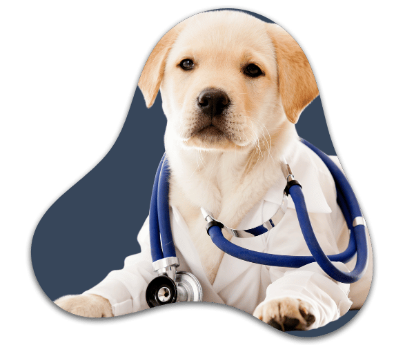 Servicio de consulta profesional medellín perros Servicio de consulta profesional medellín perros
