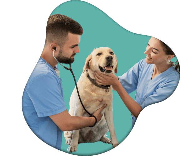 consulta profesional mascotas medellín