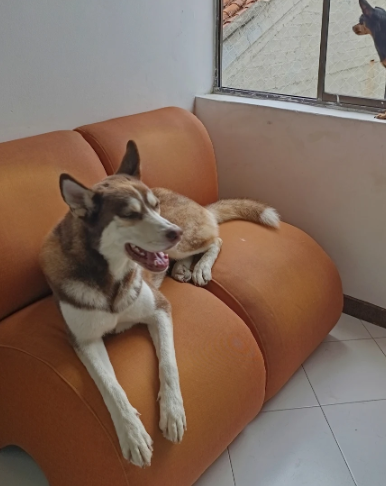 mejor veterinaria medellin