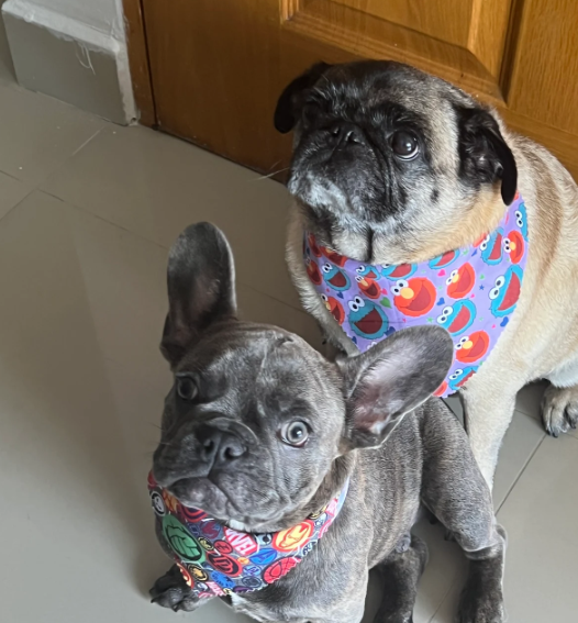 testimonial mascota medellin